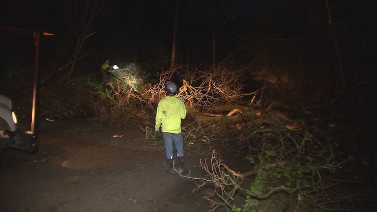 Storms knock down trees, power lines in Aliquippa | Haystack News