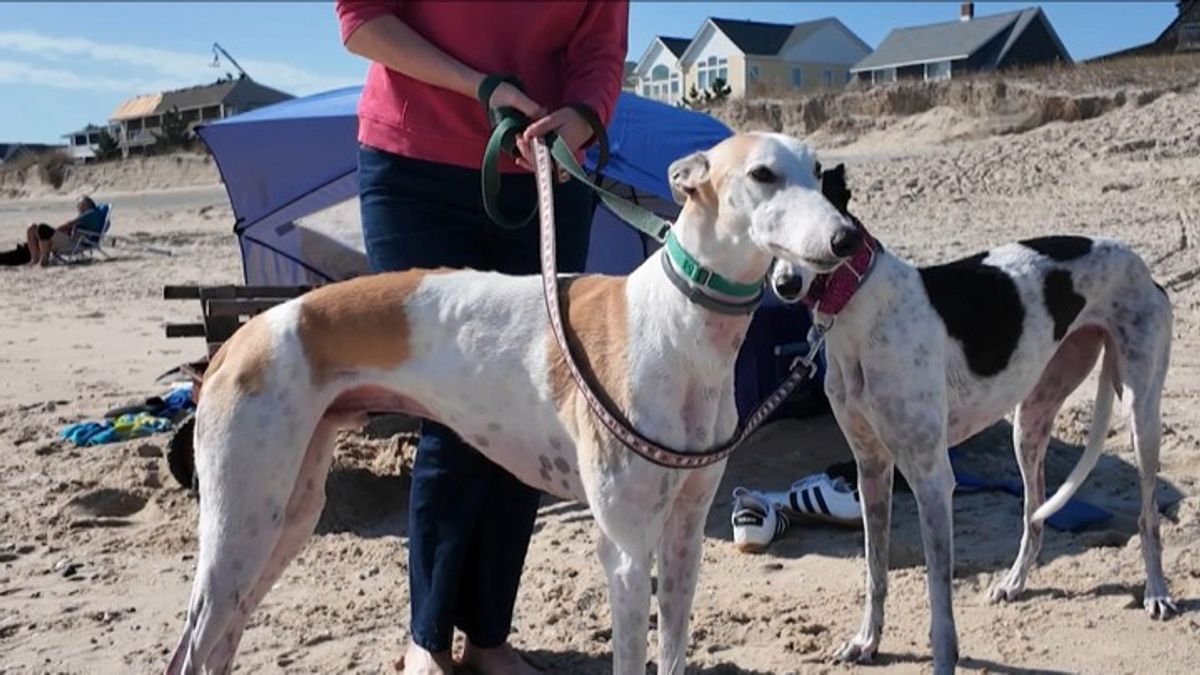 Dewey dogs cause debate | Haystack News