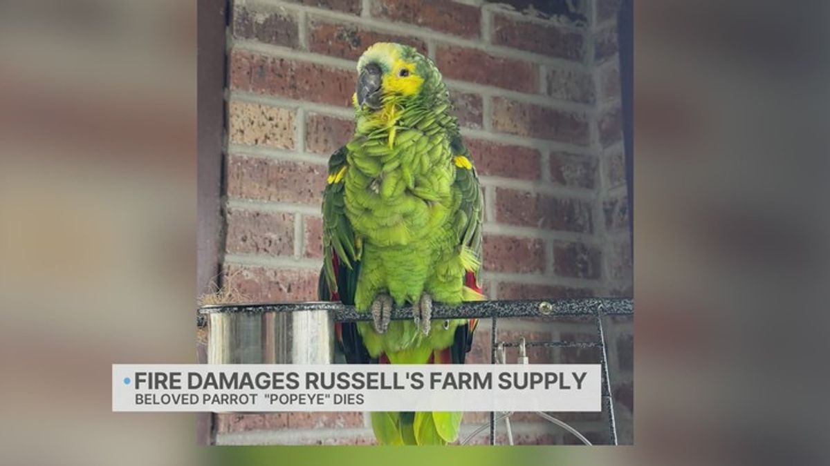 Popeye parrot perishes in fire at Russell's Farm Supply in Collierville ...
