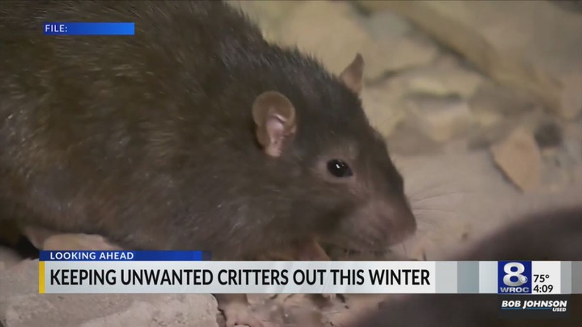 Pest control expert on how to rodent-proof your home this fall & winter ...