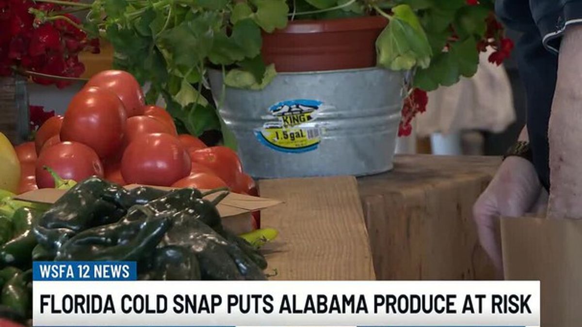Florida cold snap puts Alabama produce at risk | Haystack News