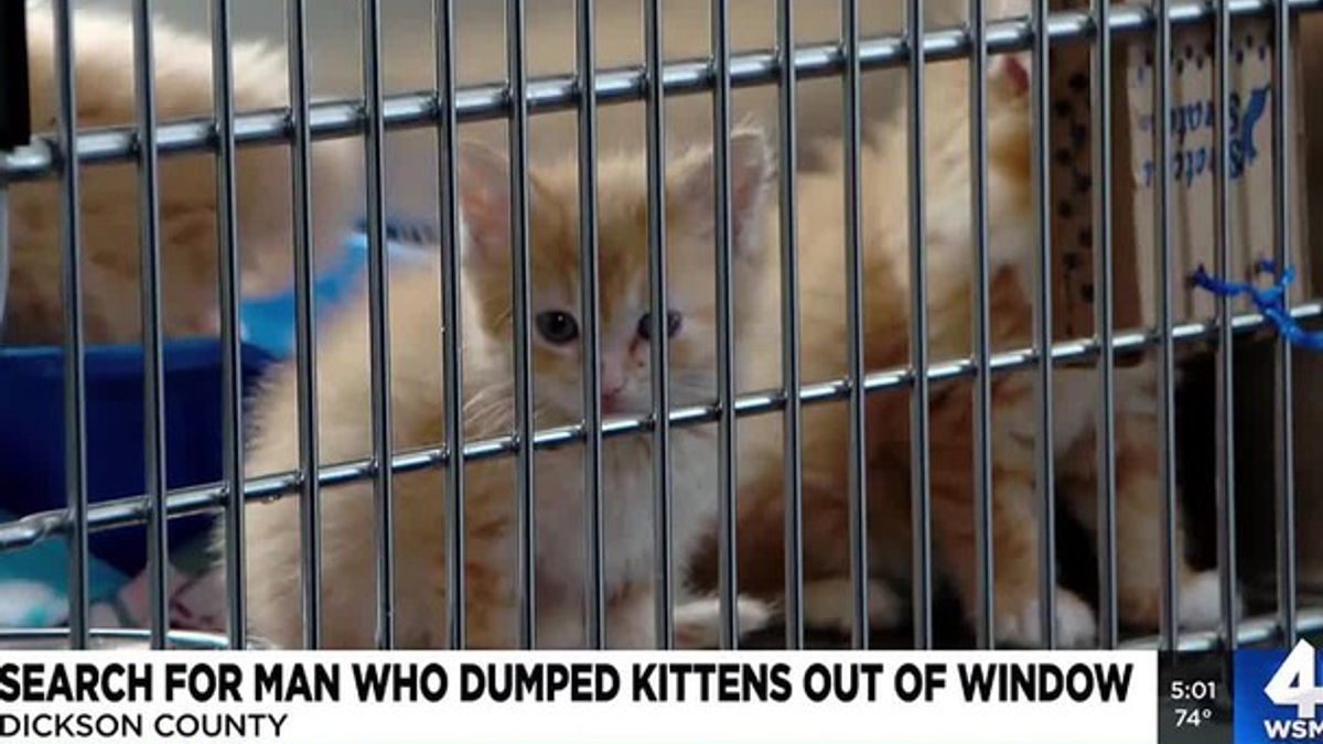Man wanted for allegedly throwing kittens out car window along Dickson ...