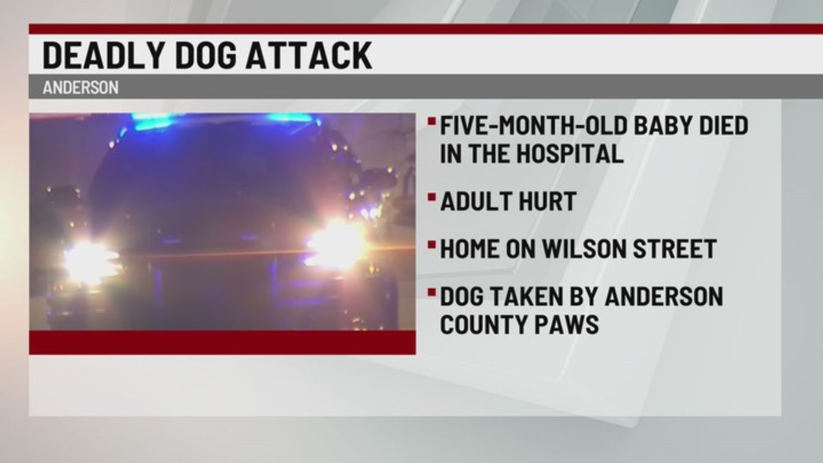 Infant dies after dog attack in Anderson County | Haystack News