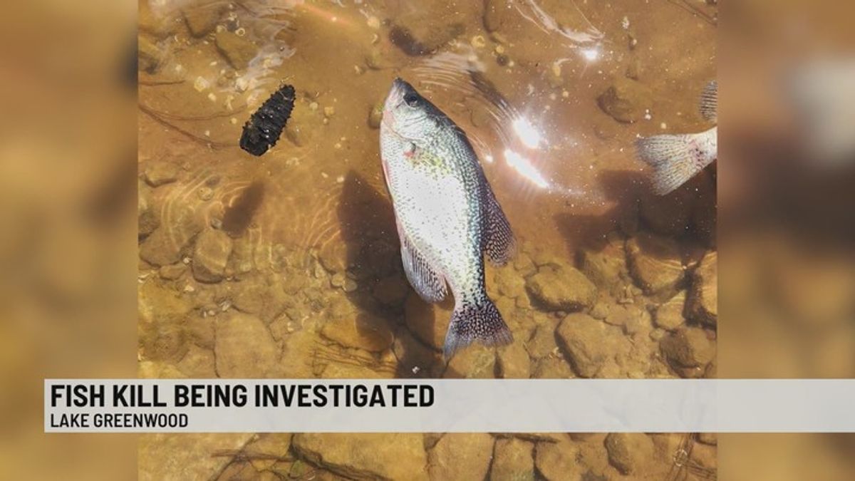 'What's going on?': Fish kill investigation underway at Lake Greenwood ...