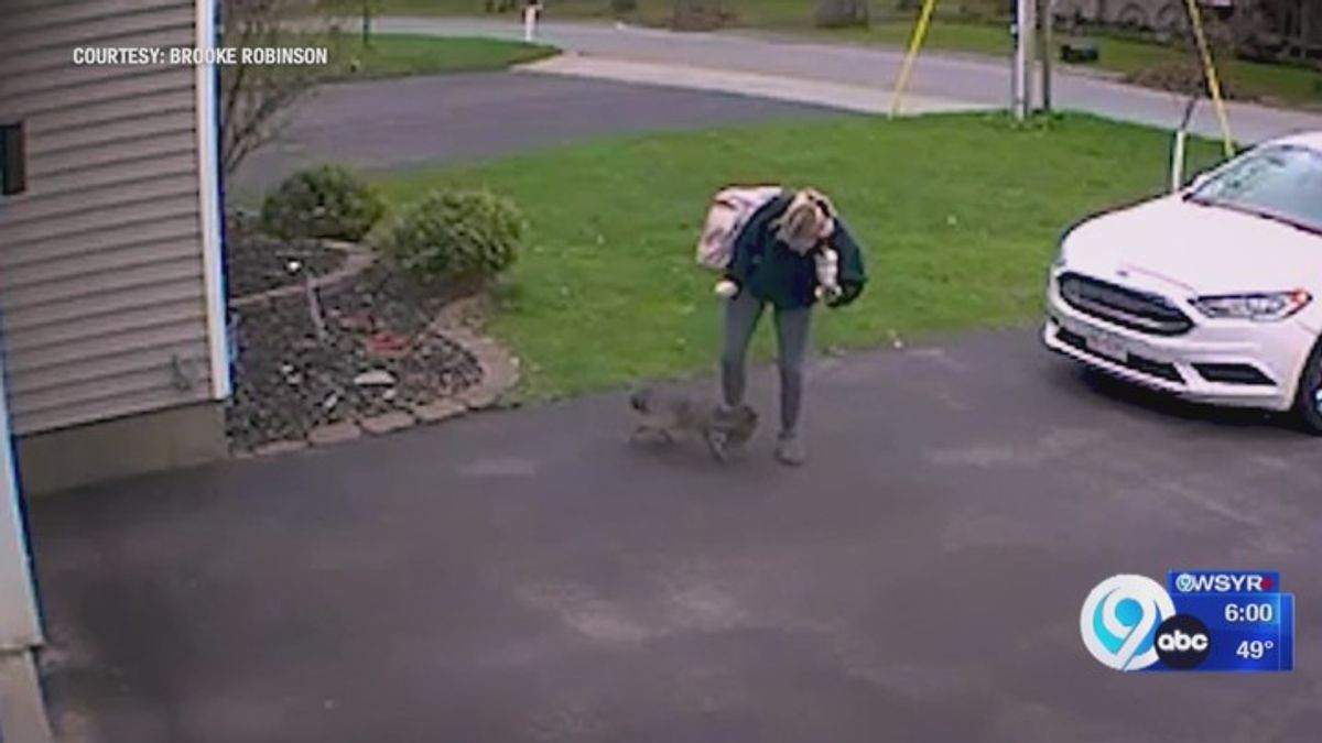 Oneida County woman attacked by rabid fox | Haystack News