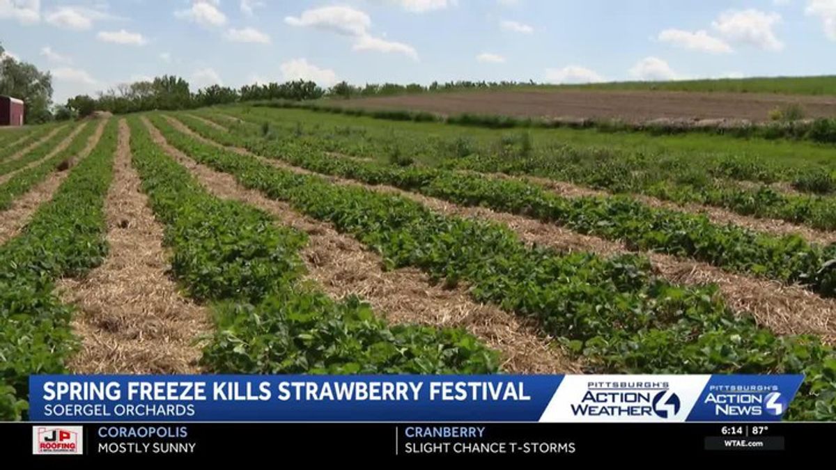 Soergel Orchards cancels 2026 Strawberry Festival after spring freeze ...