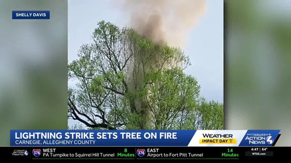 Tree catches fire after being struck by lightning at cemetery in ...