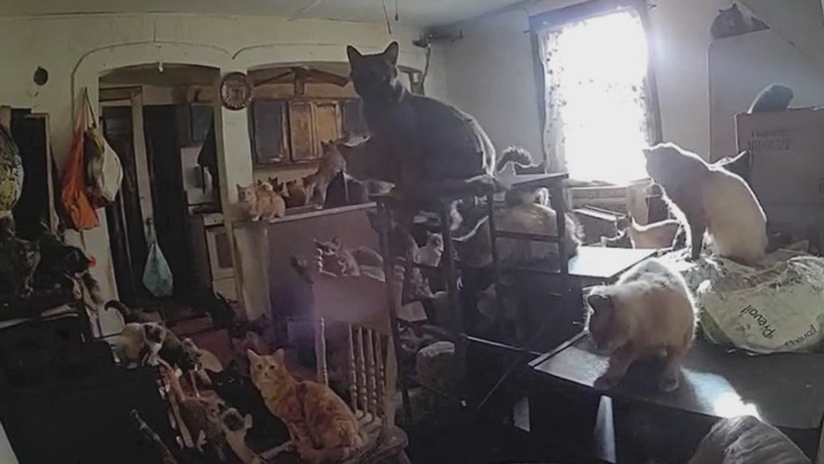 160+ cats rescued; shelter urges adoption | Haystack News