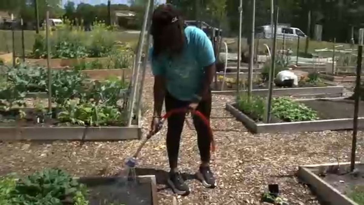 Durham residents turn to community gardening to save money as produce ...