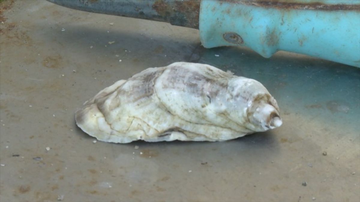 Local oyster farmers in Spring Creek say metal cages and specialized ...