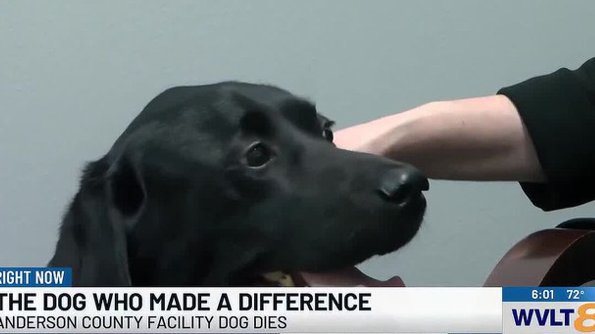 Berto, Anderson County’s courthouse facility dog, dies after illness ...