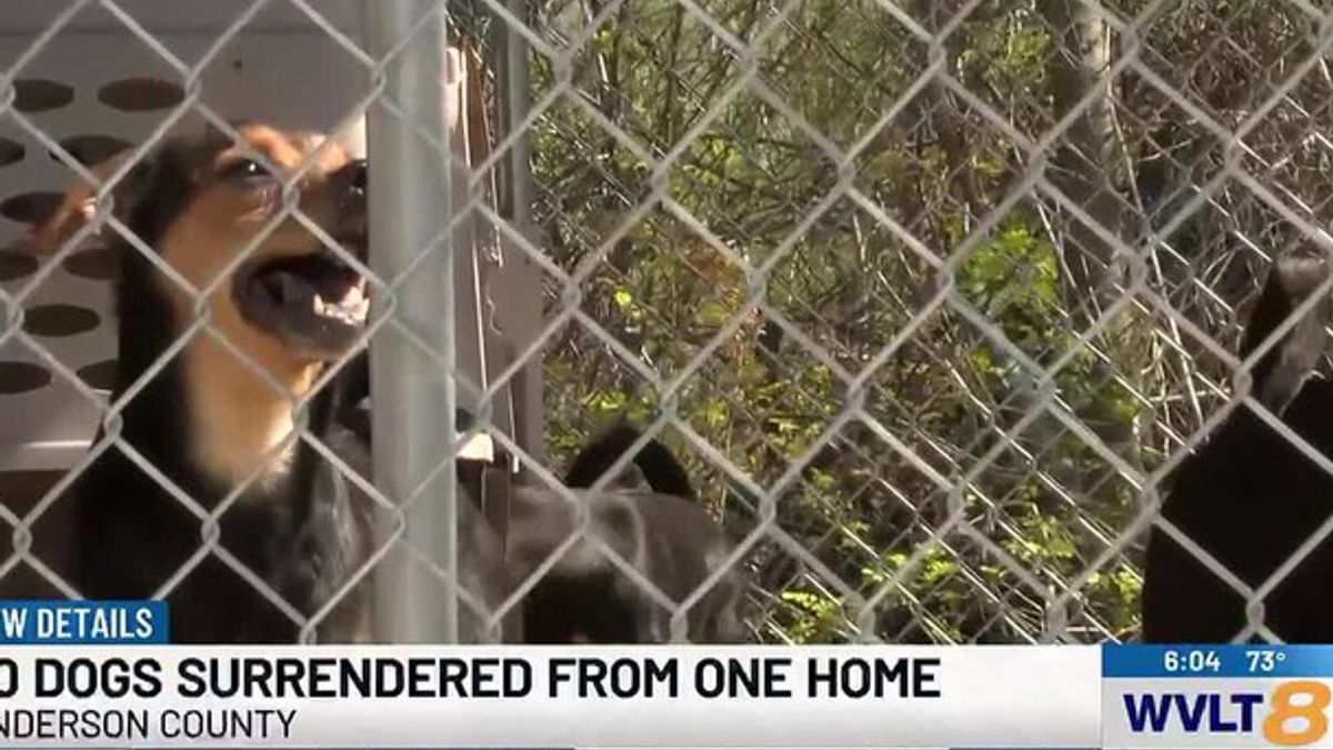 Nearly 70 dogs seized from Anderson County home in hoarding case ...