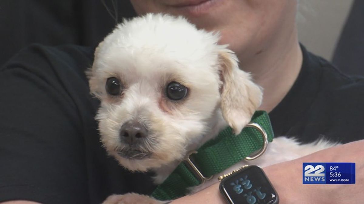 Springfield recognizes Animal Control Appreciation Week | Haystack News