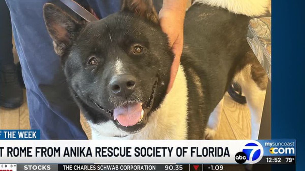Meet Rome from Anika Rescue Society of Florida | Haystack News