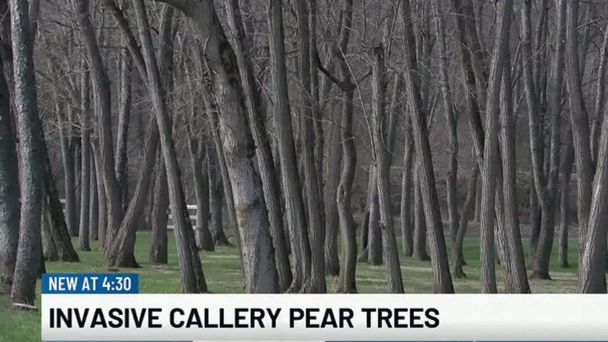 Invasive callery pear trees | Haystack News