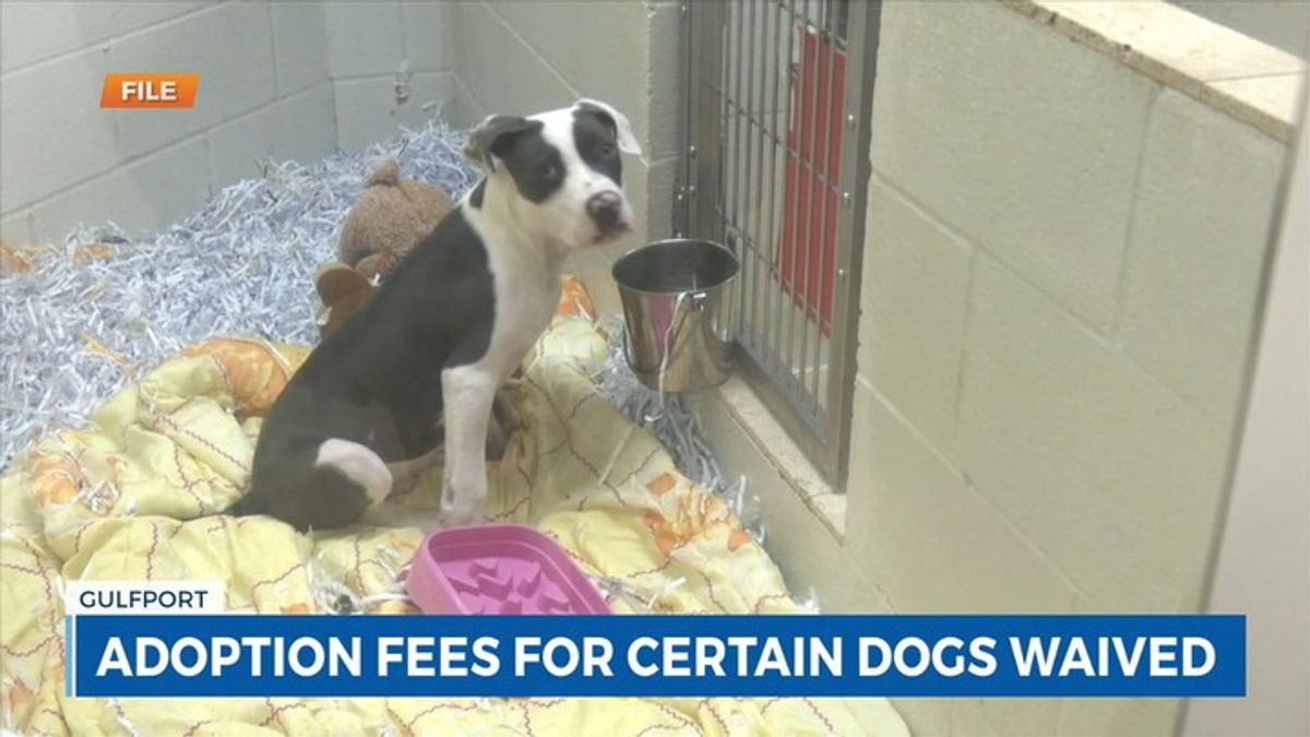 HSSM teaming up with Hill’s Pet Nutrition for adoption special ...