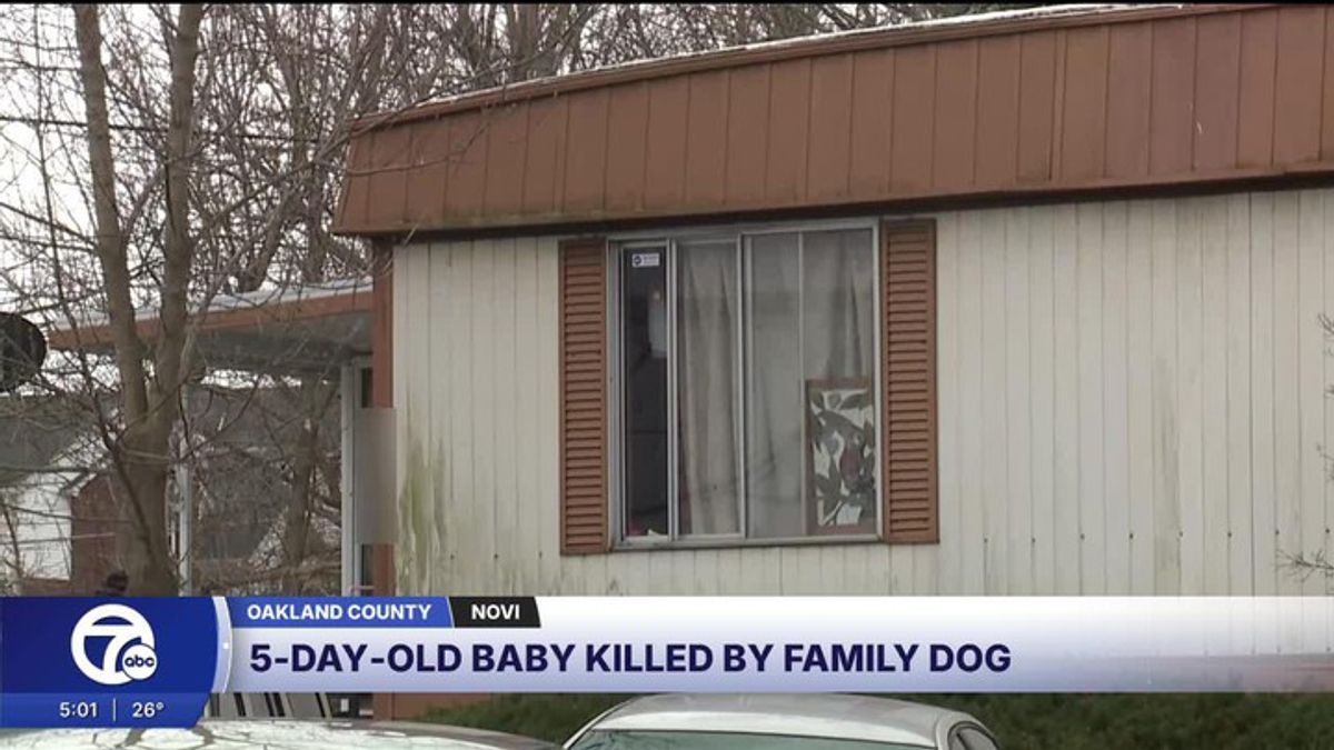 Infant killed in suspected dog mauling in Novi, police say | Haystack News