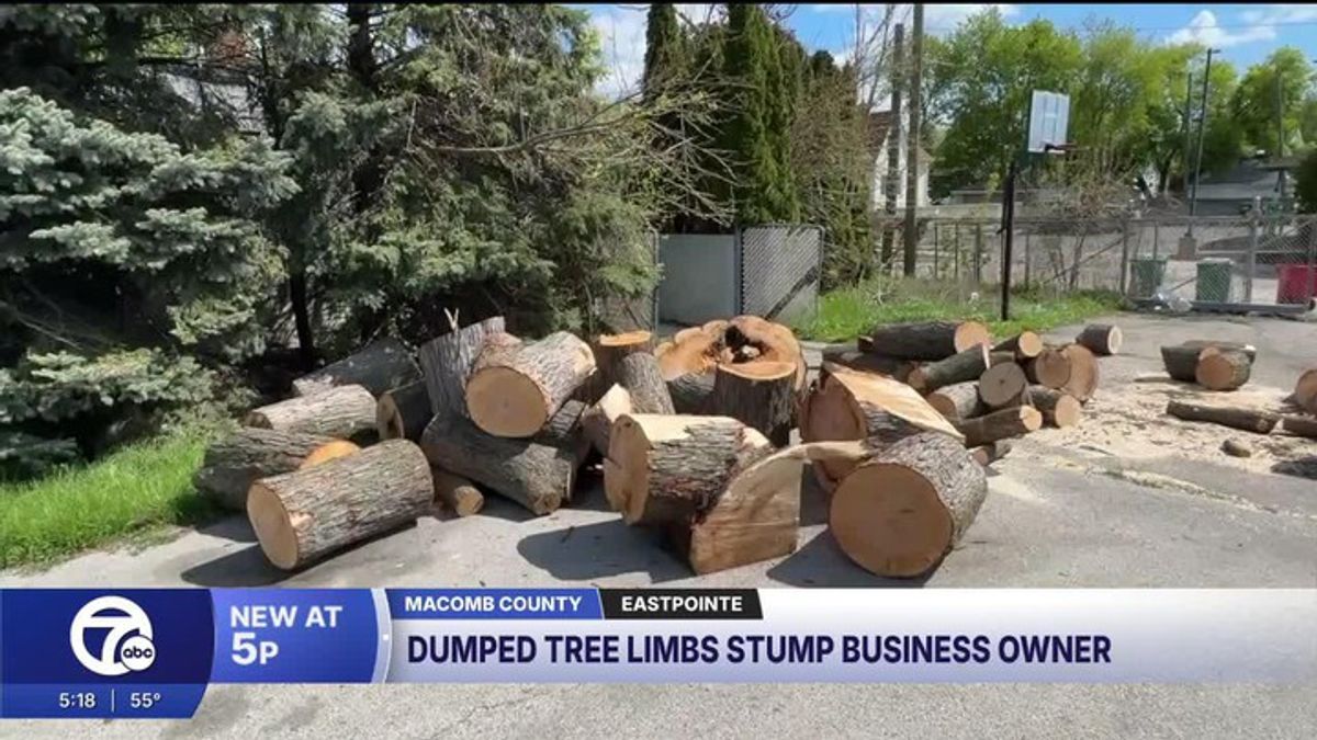 Eastpointe business owner finds massive maple tree dumped in his ...