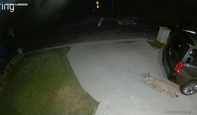 Mountain lion spotted strolling through Studio City driveway, video ...