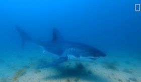 nat-geo-catches-rare-great-white-shark-moment-camera-thumbnail