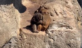 Punch the monkey seen cuddling fellow monkey fans dub "girlfriend"