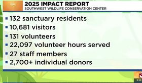 Javelinas, coyotes and raccoons top Southwest Wildlife’s 2025 rescue ...
