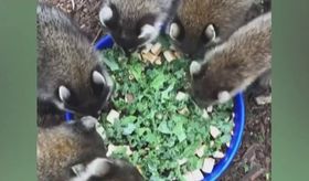 mississippi-wildlife-rescue-saves-baby-raccoons-teaches-survive-wild-thumbnail