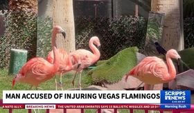 Man charged with animal cruelty after allegedly grabbing and injuring ...