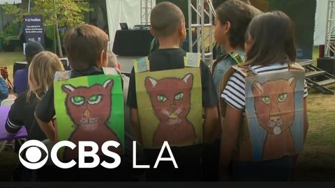 P-22 Day Festival celebrates beloved mountain lion, calls for