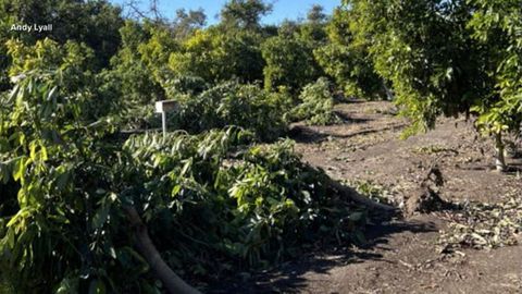 LA wildfires are impacting wildlife and farms | Haystack News