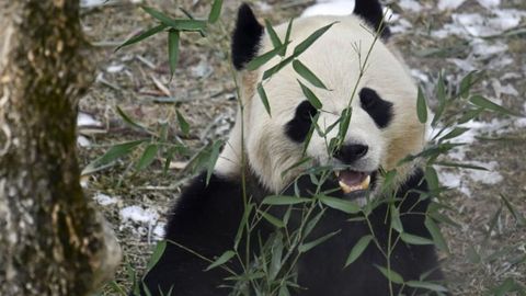 Giant Pandas Bao Li And Qing Bao Make Public Debut At National Zoo Giant Pandas Bao Li And Qing Bao Make Public Debut At National Zoo