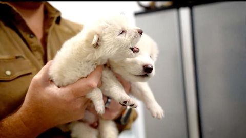 The Dire Wolf Has Been Resurrected, Brought Back With Bioengineered DNA