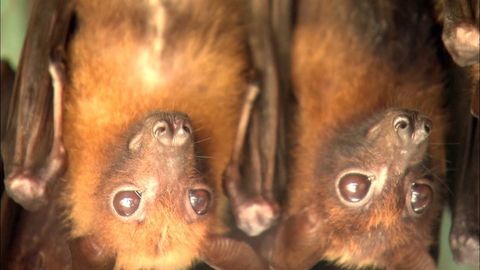 Solar Farms Might Be Affecting Bats, Here’s Why | Haystack News