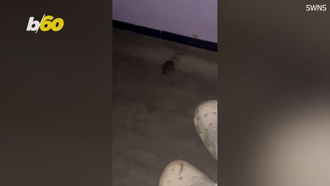 Mouse Infestation at This Hospital in England Causes Outrage | Haystack