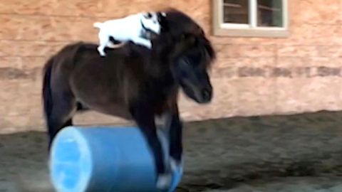 Must See! Dog Rides Jumping Mini Horse in a Show You Have Got to See to ...