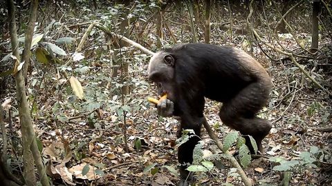 Protecting Nigeria’s endangered primates Haystack News
