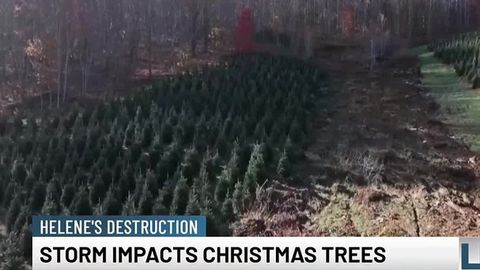 Hurricane Helene impacts Christmas trees across the U.S. | Haystack News