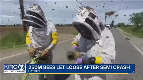 250 million bees escape after semi-truck crash | Haystack News