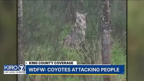 WDFW: Coyotes Attacking People | Haystack News