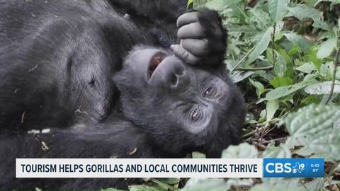 TRAVEL TUESDAY: Gorilla trekking boosts conservation and communities in East Africa