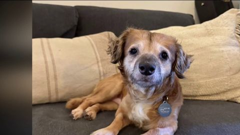 Rescue pup named Tiki captures hearts of millions online | Haystack News