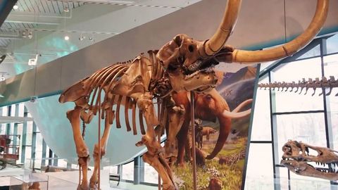 See the new immersive Cleveland Museum of Natural History | Haystack News