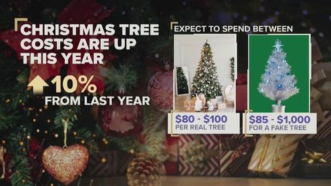 Live christmas tree prices 2025