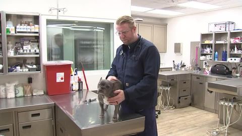 Mystery disease making dogs sick across US | Haystack News