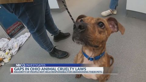 Uncovering gaps in Ohio's animal cruelty laws | Haystack News