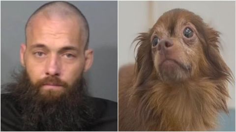 Man arrested after slamming small dog to the ground in Brevard County ...