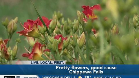 Chippewa Falls farm raises money for Africa through annual Daylily Dig Fundraiser